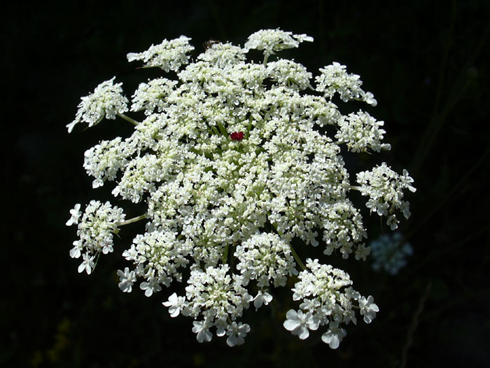 Bianco geometrico. Daucus carota